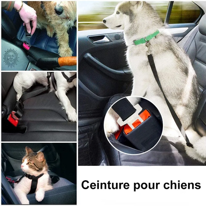 Attache chien pour véhicule