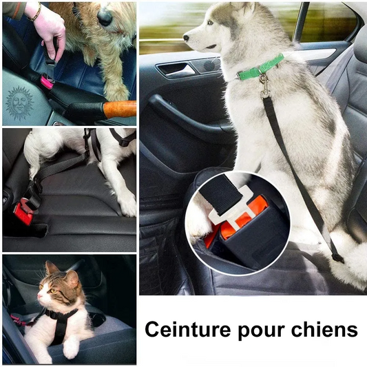 Attache chien pour véhicule